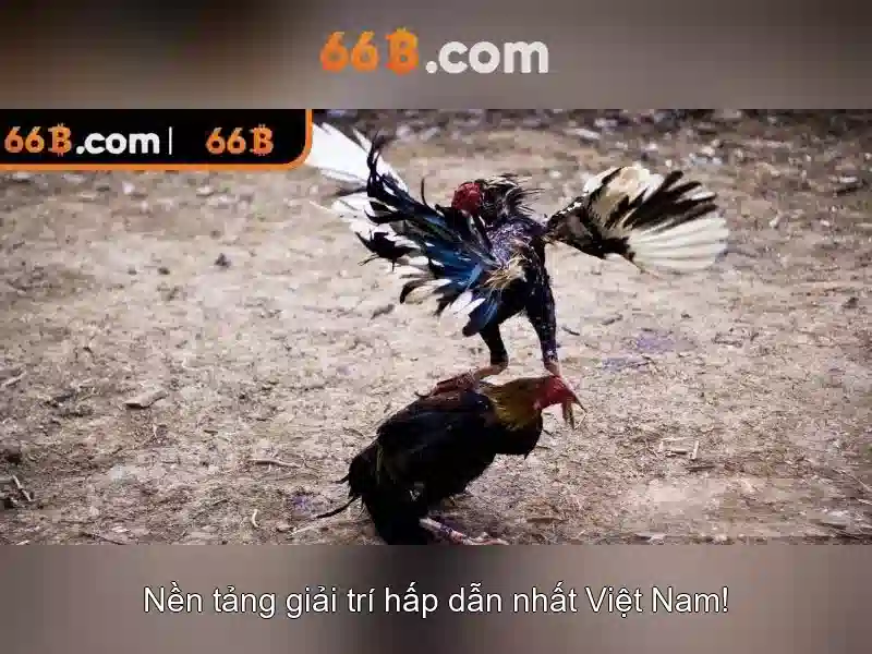 Khung so sánh dữ liệu 66b và đối thủ